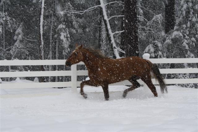 endurance-riding endurance-riding