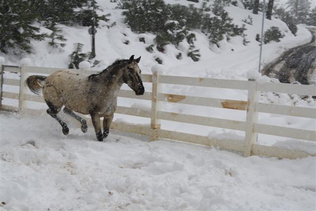endurance-riding endurance-riding