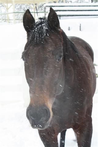 endurance-riding endurance-riding