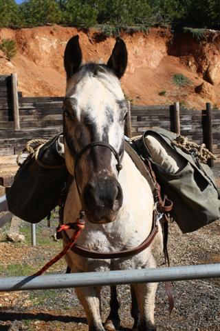 endurance-riding endurance-riding