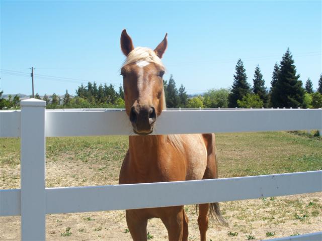 endurance-riding endurance-riding
