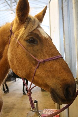 endurance-riding endurance-riding