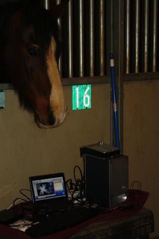 endurance-riding endurance-riding