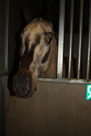 endurance-riding endurance-riding