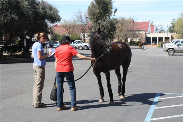 endurance-riding endurance-riding
