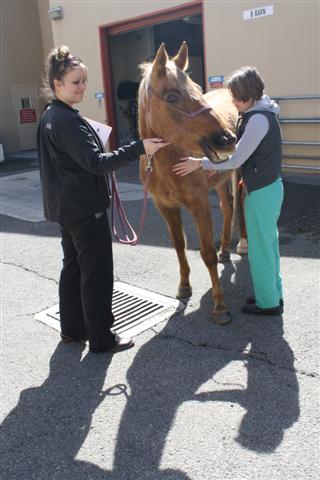 endurance-riding endurance-riding