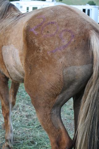 endurance-riding endurance-riding