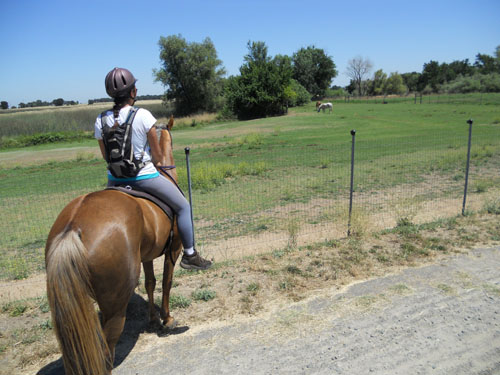 endurance-riding