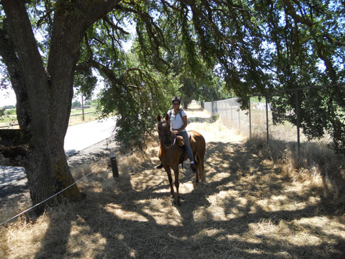 endurance-riding