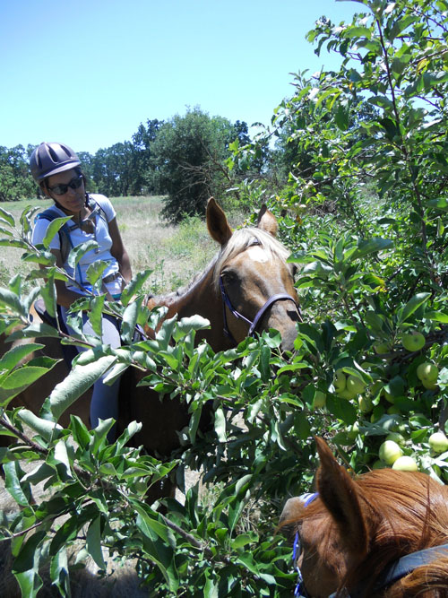endurance-riding