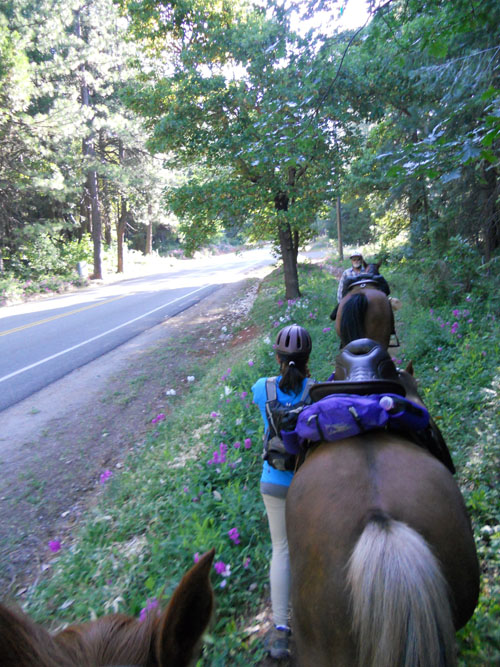 endurance-riding