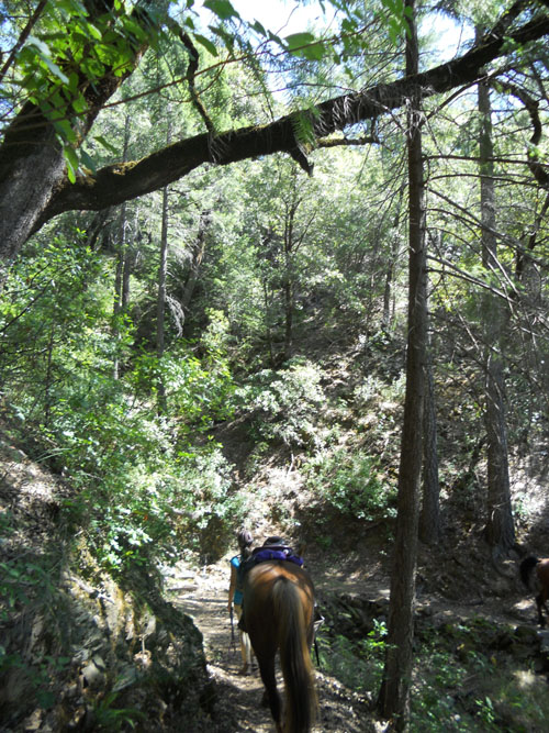 endurance-riding