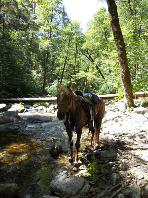 endurance-riding