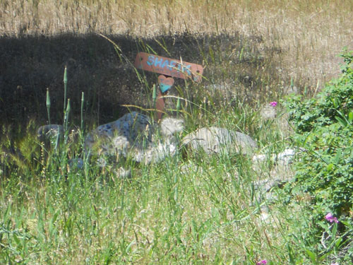 endurance-riding