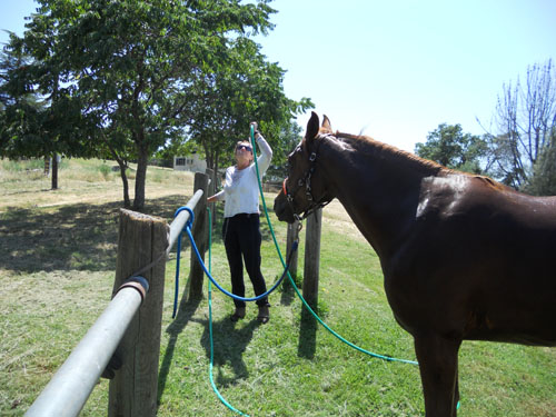 endurance-riding