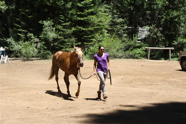 endurance-riding