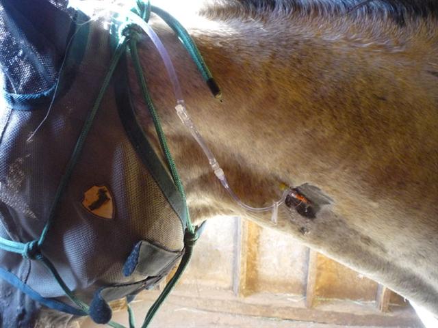 endurance-riding
