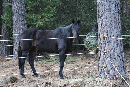 endurance-riding