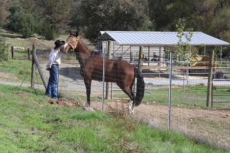 endurance riding