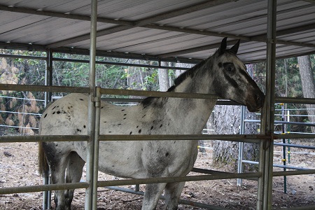 endurance-riding