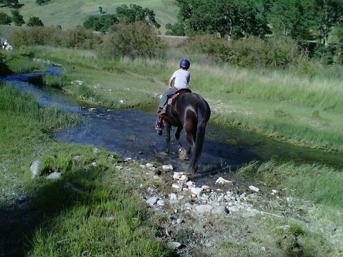 Endurance Riding