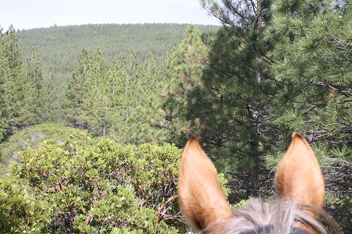 endurance-riding