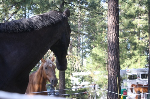 endurance-riding