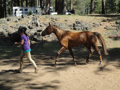 endurance-riding
