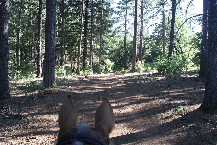 endurance-riding